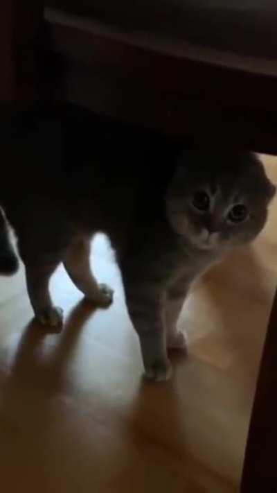 Who's going to translate it?