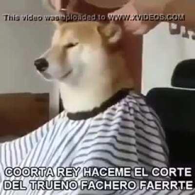 Un perro cortándose el pelo, simplemente epico🤑😎
