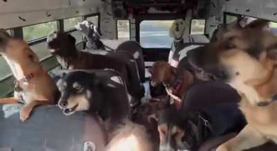 Before and after the dog park