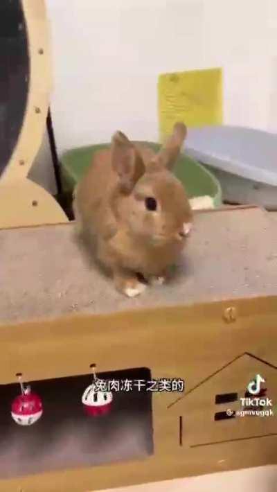 wunkus doesnt know what speicies he is