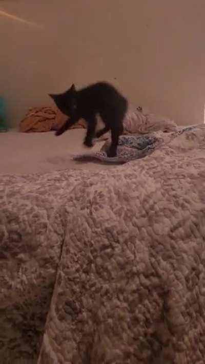 Meet Figaro, scared by ghosts