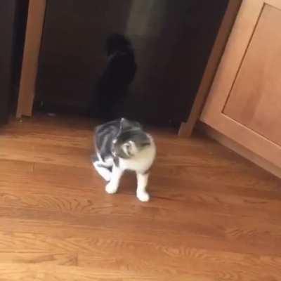 My kitten playing with his reflection before getting distracted