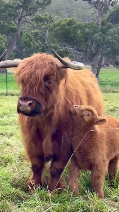 Cow mom
