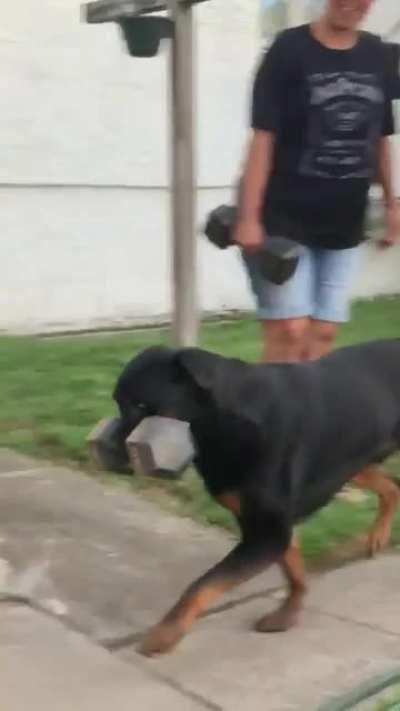 When your dog listens to nba Youngboy