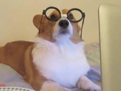 Breaking The Heart of a Corgi