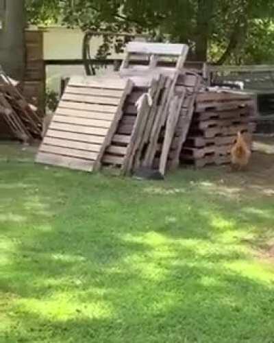 Chicken chasing the dog