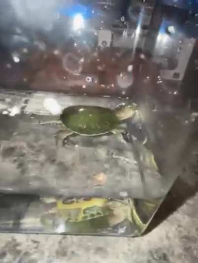 Are my turtles good?