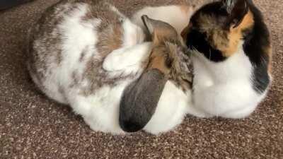 Morning clean off my bestie 😍