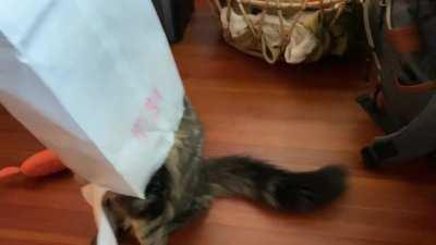 Gouda, suddenly aware she’s inside a bag