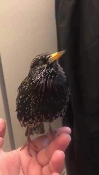 Had to do a hard reset to calibrate properly.