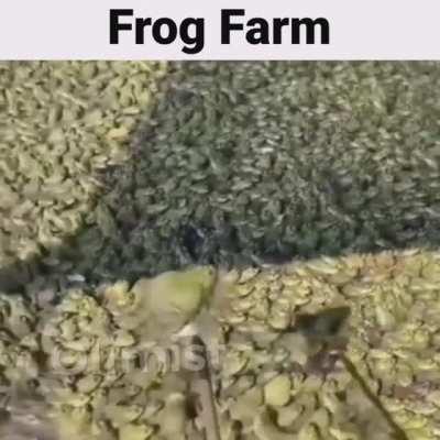 Frog farm