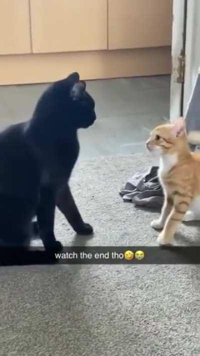 to bully a smoll cat
