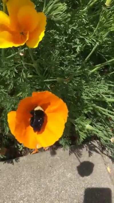 Imagine the pollen this beast can haul