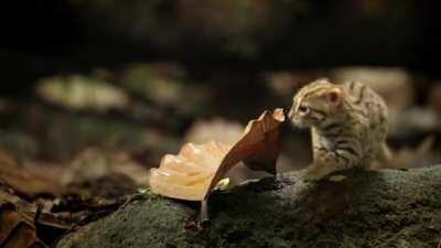 World's smallest cat