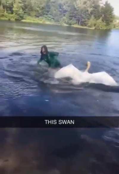 to escape the wrath of a swan