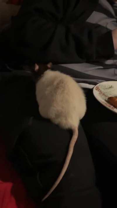 remy and the sausage