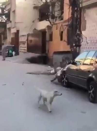 sometimes the dog wins