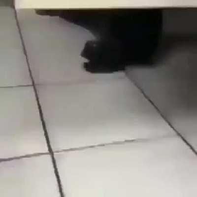 Cagada boa é aquela com uma fogueira