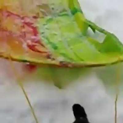 According to statistics, black cats are one of the friendliest of cats. I agree, I've had several throughout my life and they do love their people.