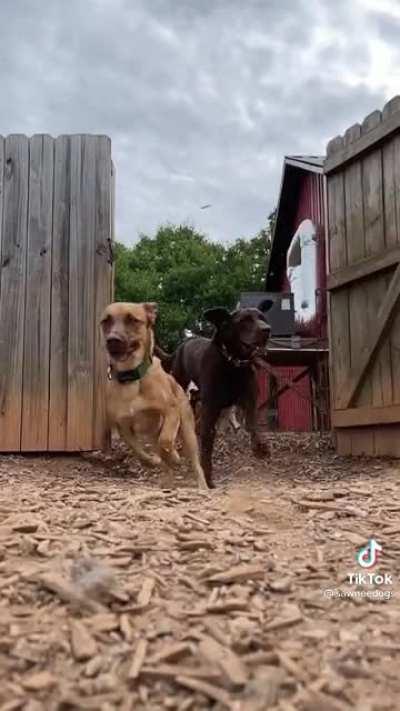 (DMCA) Dog invasion..