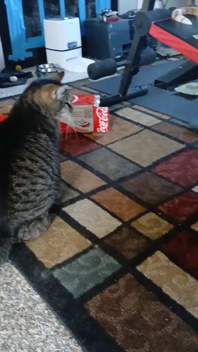 Cosmo startled herself,lol.