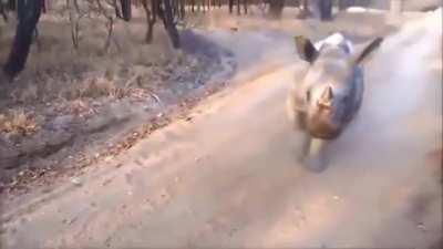 🔥 Baby rhino learning his goat friend's style of jumping around 🔥