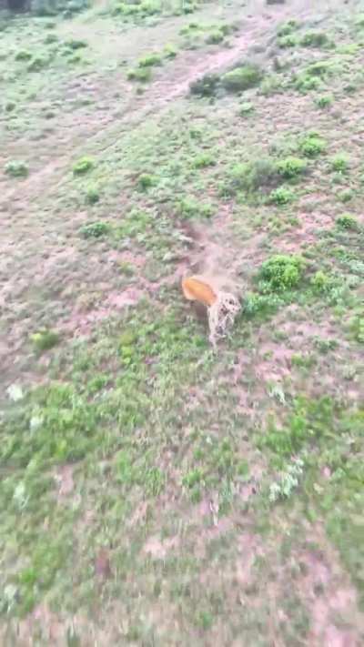 Helicopter wildlife capture with a net gun