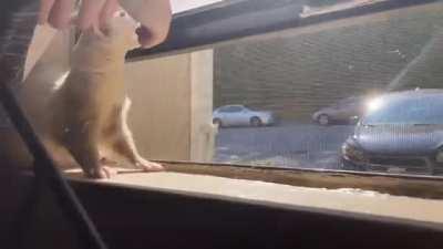 windowsill fun. He loves when I open the windows in the morning💕