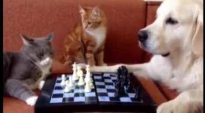 Ref took a bribe from the dog