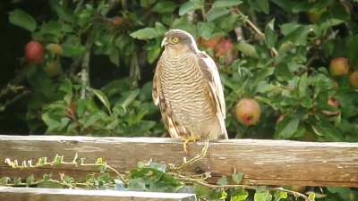 Sparrow Hawk in back garden, Aberarth, Ceredigion, Wales, United Kingdom on the 16th November 2020