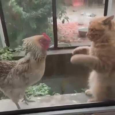 Nobody calls him chicken anymore.