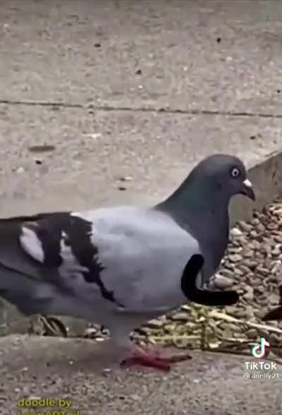 The one reason I still have tiktok