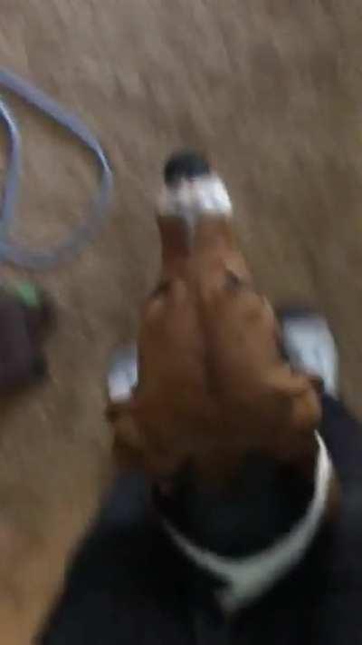 Dog eats cameraman whole