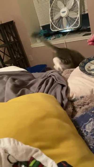 Little Orphan Annie hate eating. Anything she really loves she eats while grumbling.