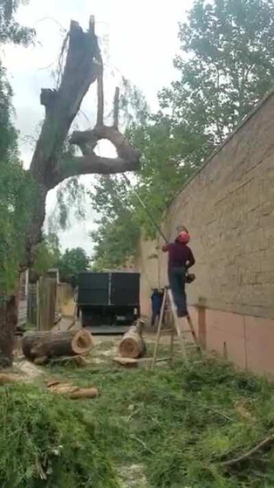 HMFT after a Tree gets revenge.