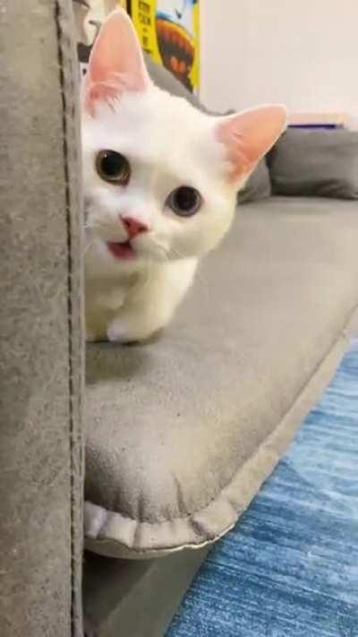 The cuteness levels are 5000 and I'm not even a cat guy.