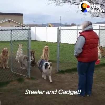 Good dogs wait for their names to be called