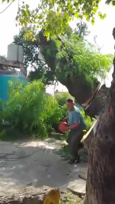 Servicio de poda all inclusive