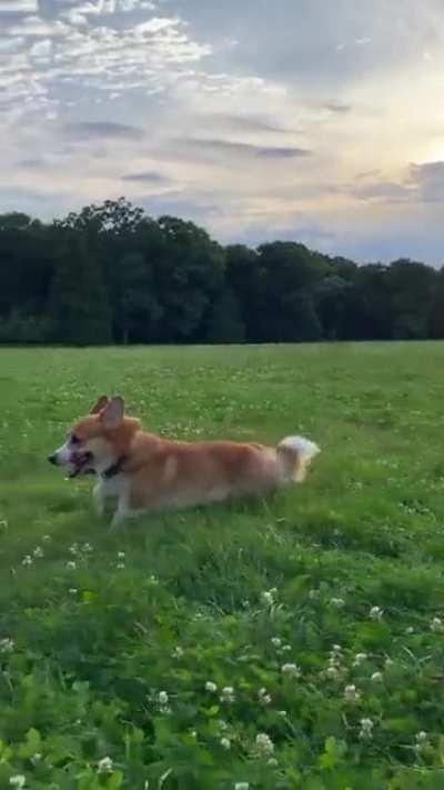 Just my happy fox running in a meadow