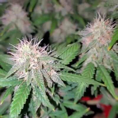 Cannaverse F37 - Memberberry x 94 Super Skunk - Smells of funky fruit