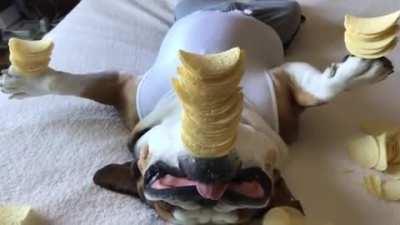 Dog holding chips