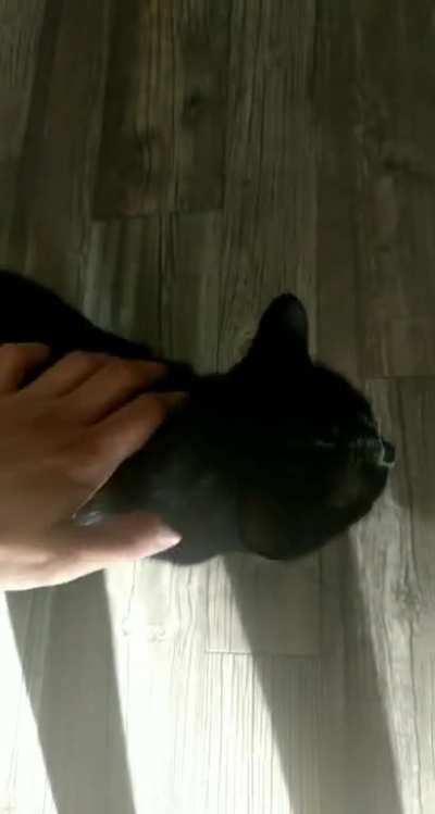 A squeaky good morning