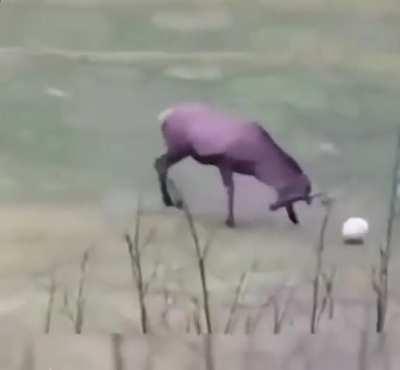 Deer Celebrates after scoring a Goal
