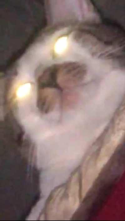 Zhong Li possessed my cat