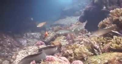 An Octopus riding an Eel to avoid being eaten.