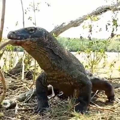 [X-post r/HardcoreNature] Komodo dragon gulps down an adult monkey in Indonesia
