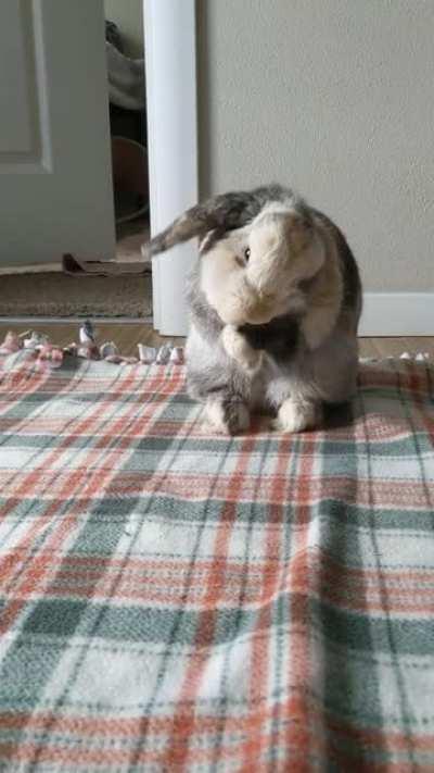 Warning extremely cute: deep ear cleaning moment