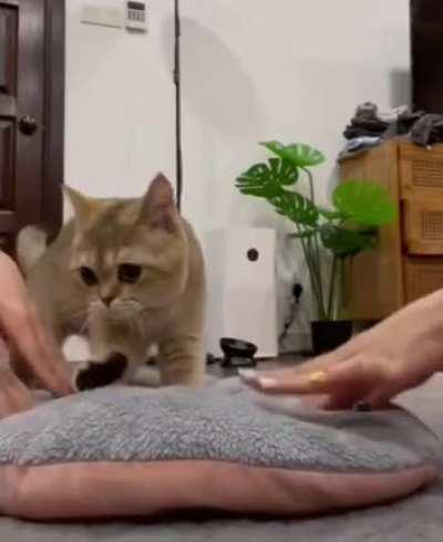 INFP: when you just want to fit in with your friends...