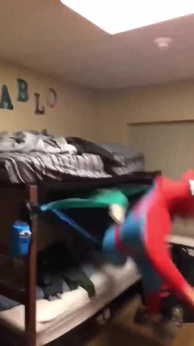 to be the local friendly dormitory spider. 