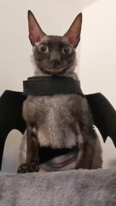 Evil Gang Incorporated